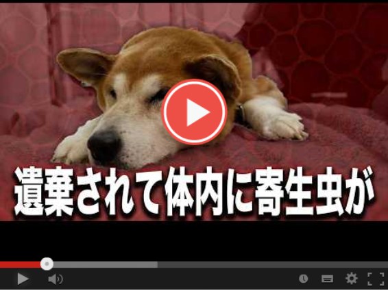 どんな過去があっても、人を信じ続ける「おこげ」 6 cb0dafd4dc434b91a42d09f455397b6e