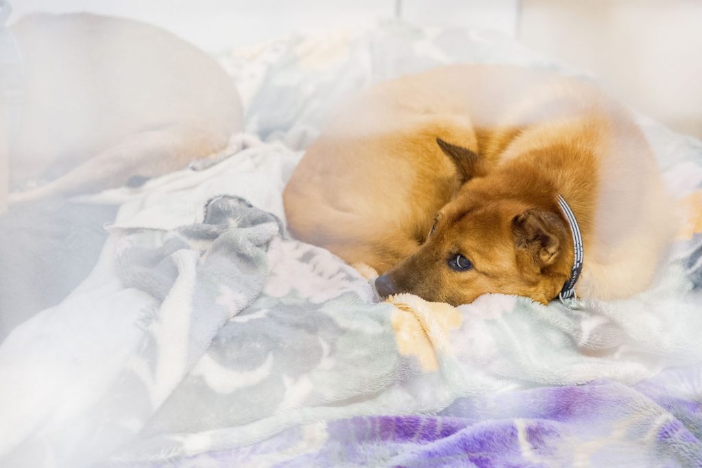 愛犬がご飯を食べない…犬の食欲不振の主な原因から体調への影響・対策方法まで解説【獣医師監修】 6 1J5A6579