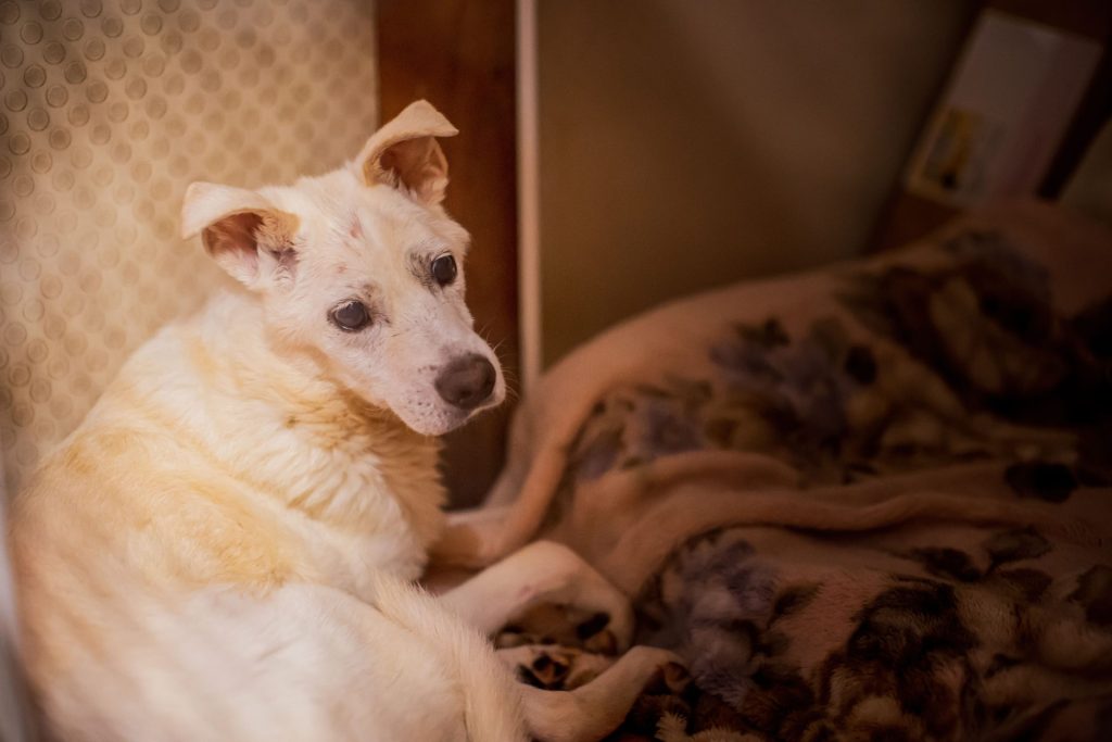 愛犬がご飯を食べない…犬の食欲不振の主な原因から体調への影響・対策方法まで解説【獣医師監修】 7 0S8A2767
