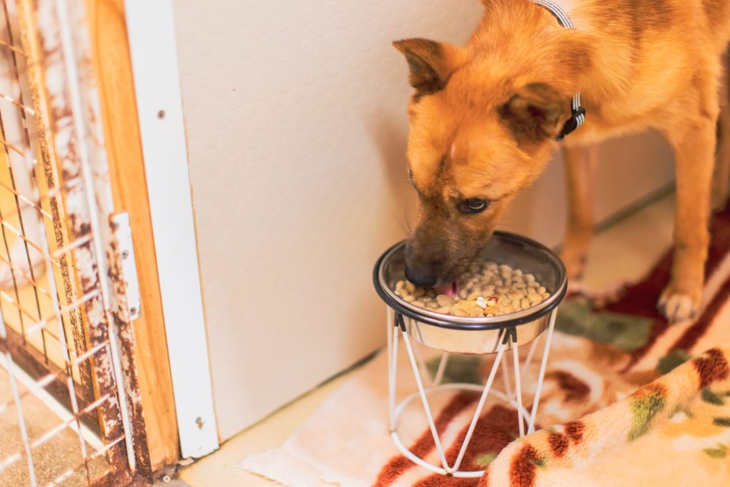 愛犬がご飯を食べない…犬の食欲不振の主な原因から体調への影響・対策方法まで解説【獣医師監修】 10 0S8A2789