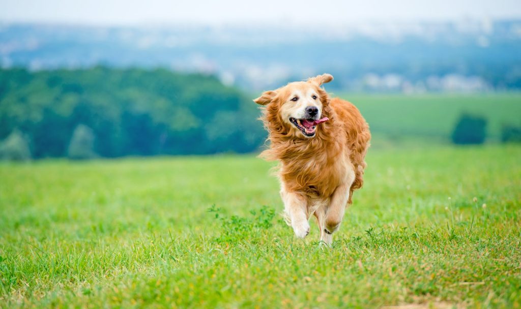 2 AdobeStock 70998231