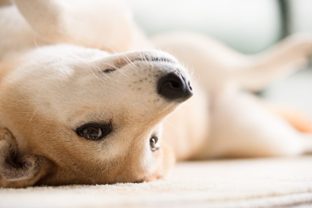 4 AdobeStock 166057800 1
