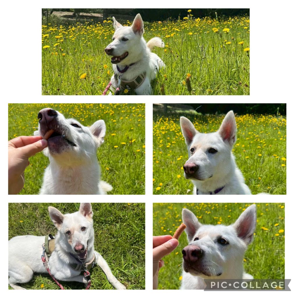 ワンだふるファミリーからの近況報告:2025年8月3日(日曜日) 2 7fce745298c9540c9c6c434f3c9df7ae