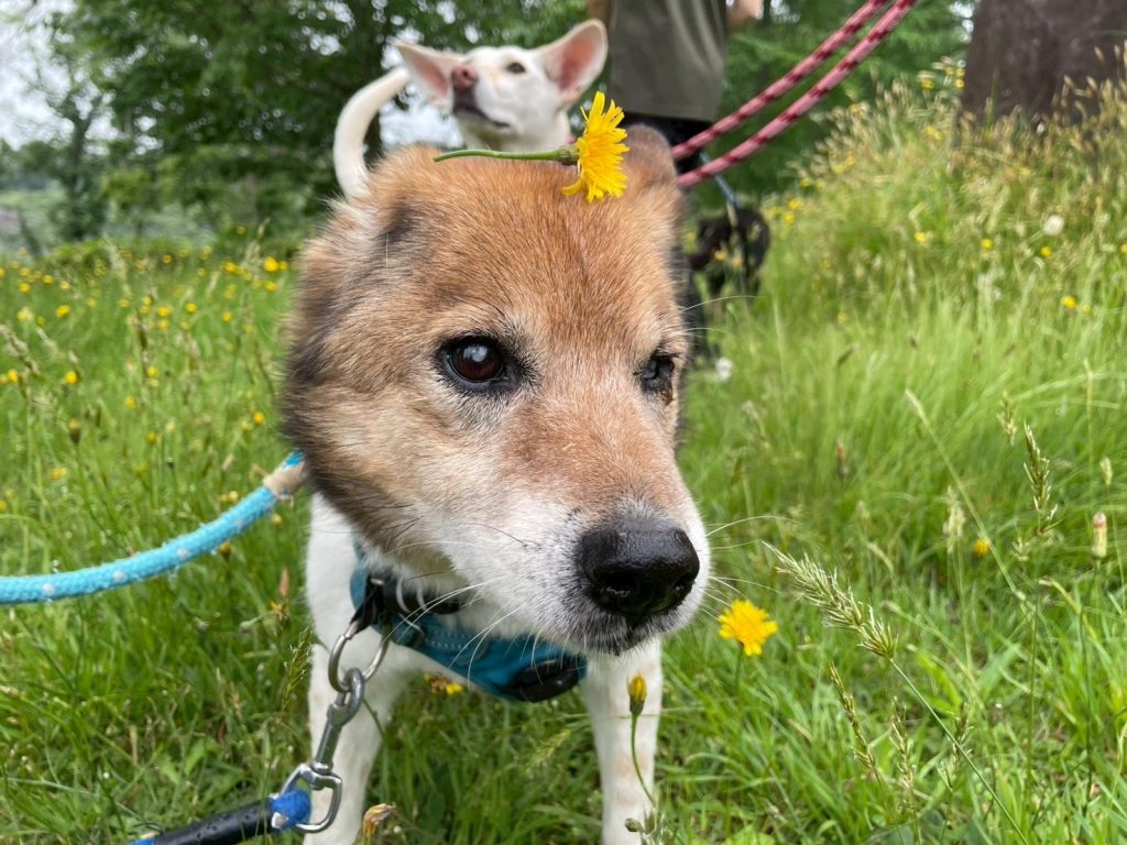 ワンだふるファミリーからの近況報告:2025年8月3日(日曜日) 3 4b7148a700dde219b688ede98e2845e0