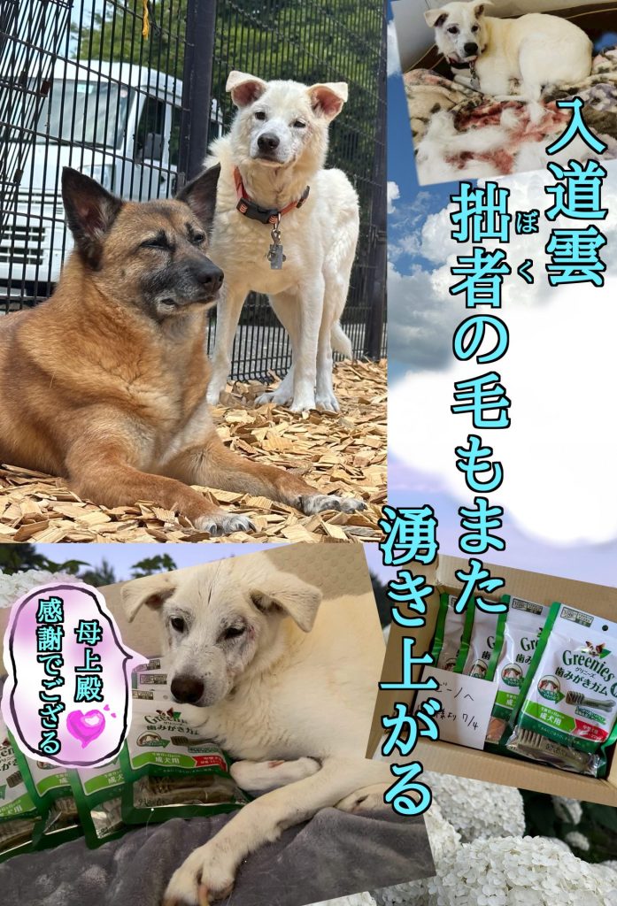 ワンだふるファミリーからの近況報告:2025年8月3日(日曜日) 4 b61a2ced515f9272bd8ec53bdf843539