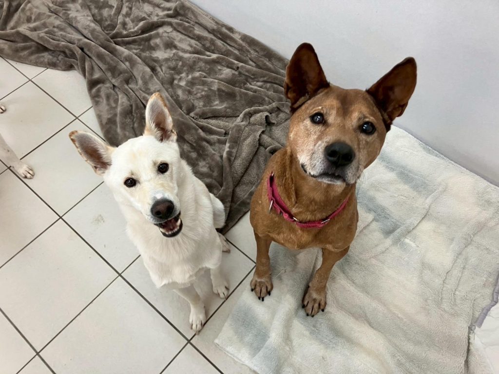 ワンだふるファミリーからの近況報告:2025年8月3日(日曜日) 5 f866fcf8f11266e5829af2763d3ce9d4