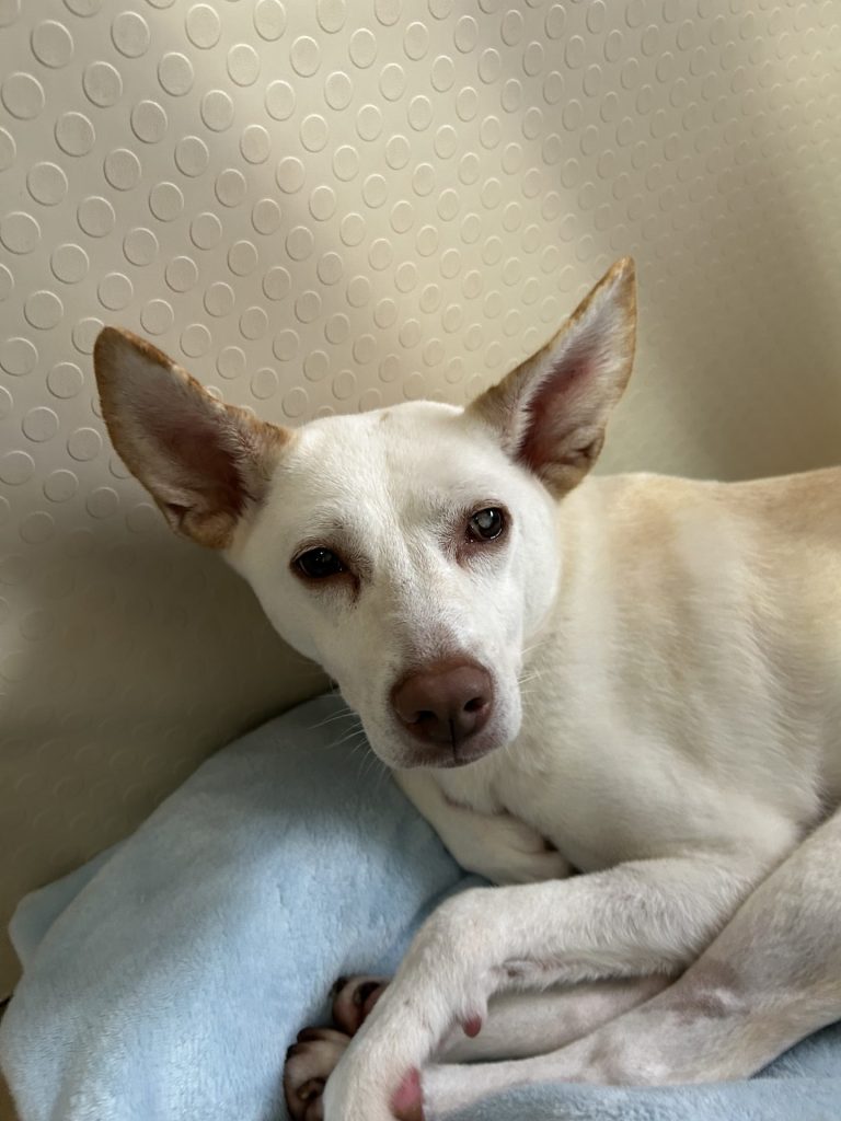 ワンだふるファミリーからの近況報告:2025年8月3日(日曜日) 6 454b25d64dc4344f5a5d7eb9969942fa