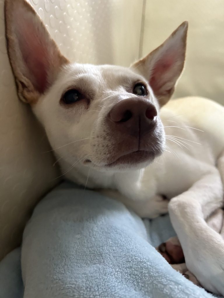 ワンだふるファミリーからの近況報告:2025年8月3日(日曜日) 7 b0f10ac9717d121a71b093fb4abd8b5a 1