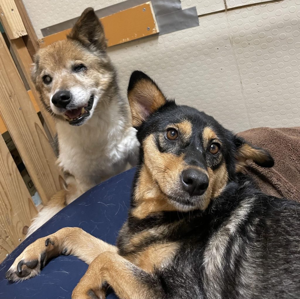 ワンだふるファミリーからの近況報告:2025年8月3日(日曜日) 9 90c6a297986ecd5e8cd5e4341284b557