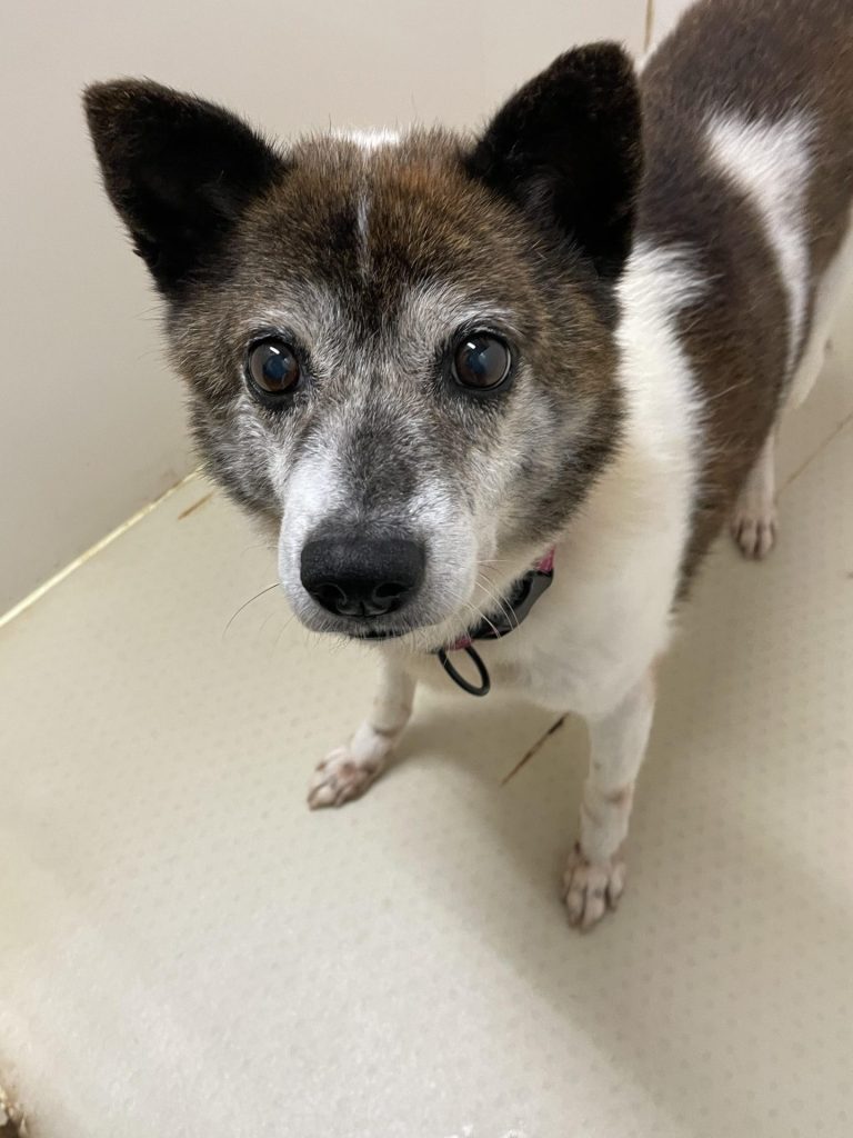 ワンだふるファミリーからの近況報告:2025年8月3日(日曜日) 12 f359235cbb9fe739bbcf8f3b57a5c63b