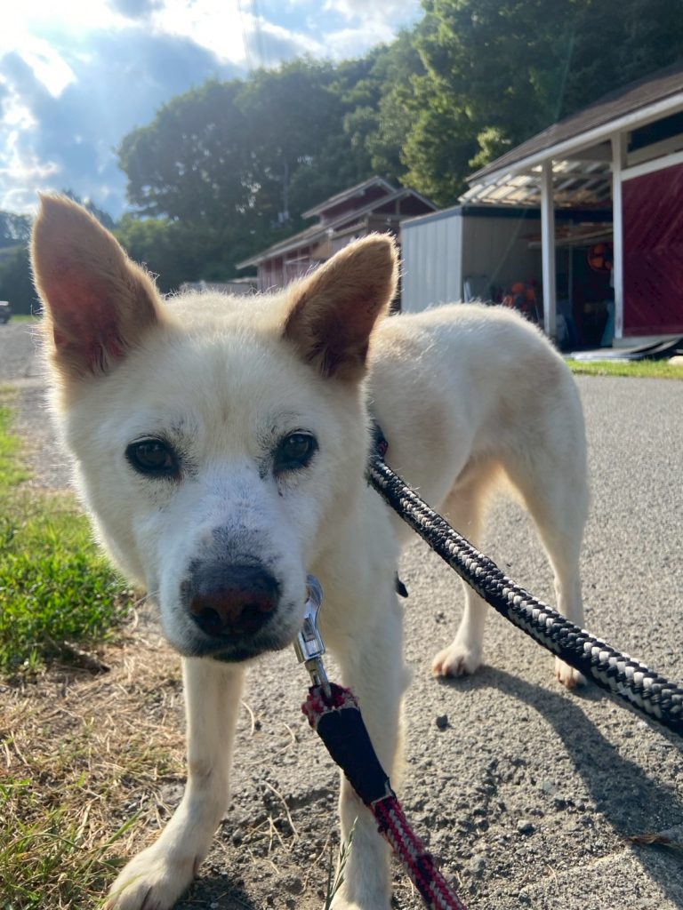 ワンだふるファミリーからの近況報告:2025年8月3日(日曜日) 13 f830151364795ad6a24d1fb15b06f074