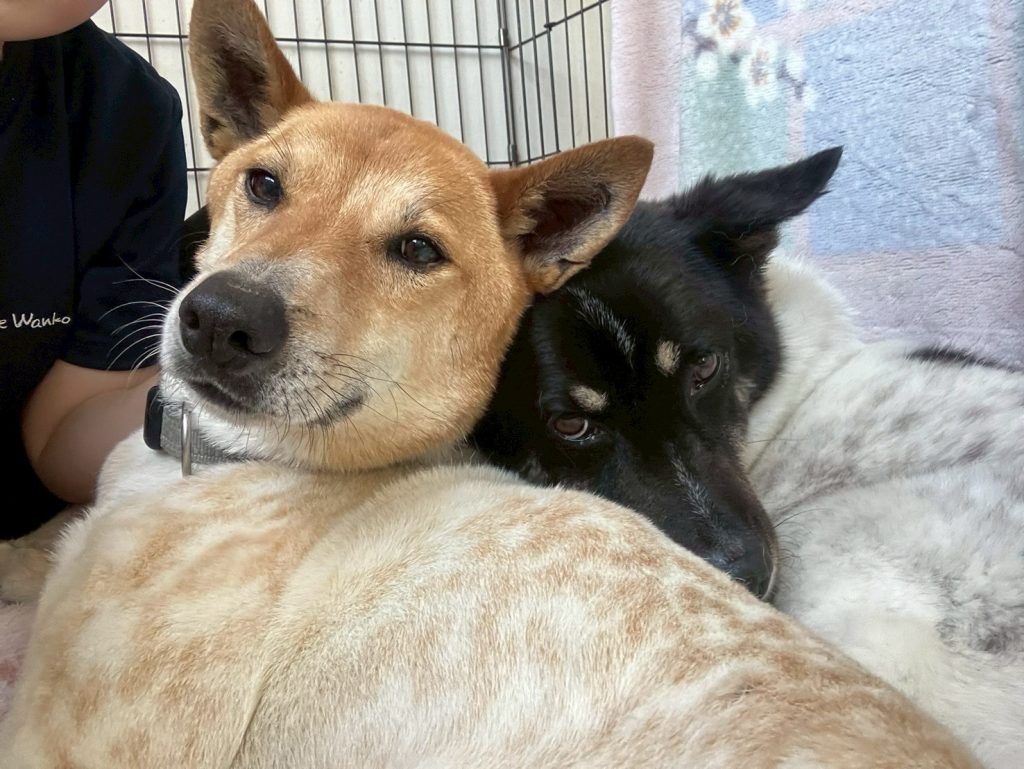 ワンだふるファミリーからの近況報告:2025年8月3日(日曜日) 14 5bed7e27c36fcf6e7b8f9f153663b57d