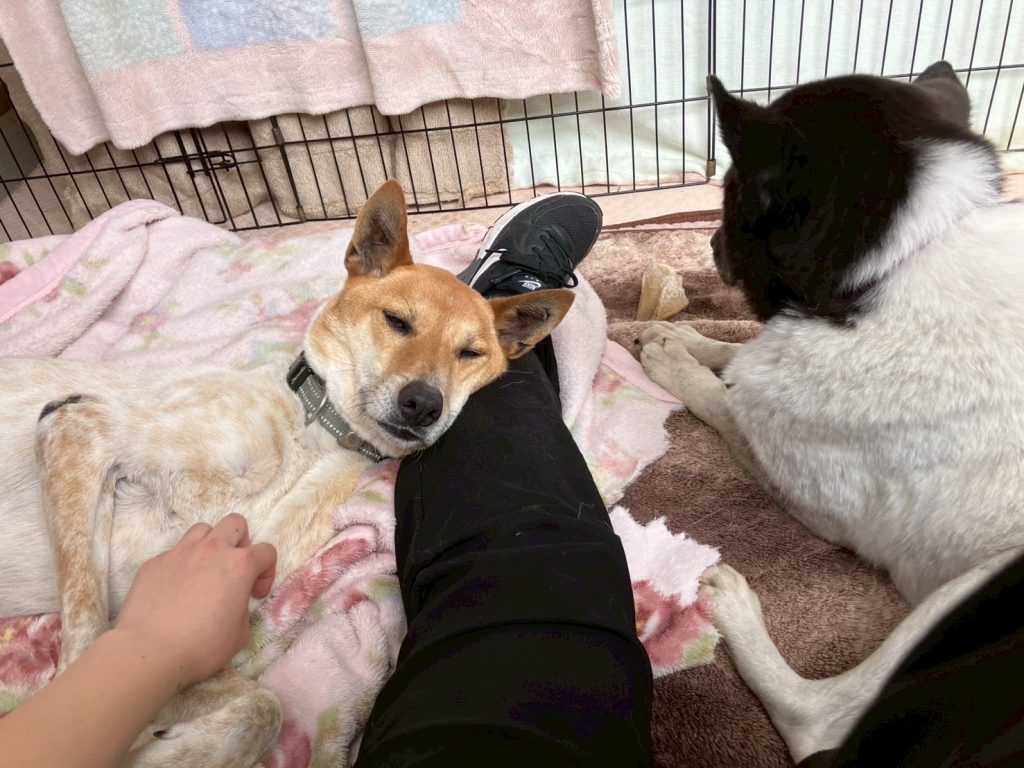 ワンだふるファミリーからの近況報告:2025年8月3日(日曜日) 15 40ebc35bbc78c3ccec65ece29413b04b