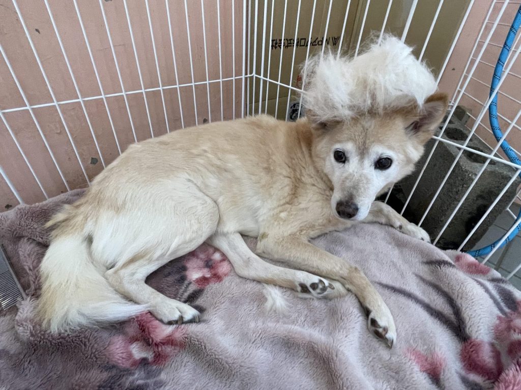 ワンだふるファミリーからの近況報告:2025年8月3日(日曜日) 16 f819d6428bc3e0b807315df1c9edf6b2