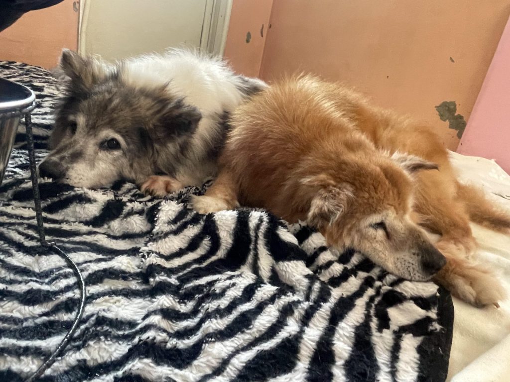 ワンだふるファミリーからの近況報告:2025年8月3日(日曜日) 17 96c5e7083b7f5e75861df96bdf02a35c