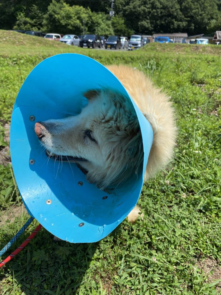 ワンだふるファミリーからの近況報告:2025年8月3日(日曜日) 18 e1dd36fba19a47b56d9fe46b1dc4fb1f