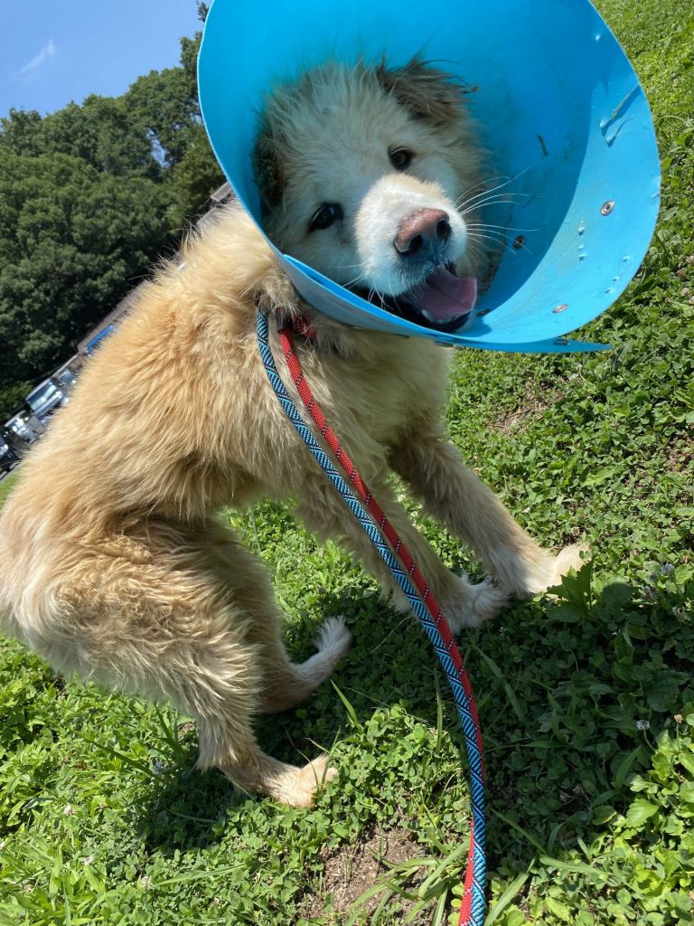 ワンだふるファミリーからの近況報告:2025年8月3日(日曜日) 19 b87efa2aff385736213ded66eccbd910