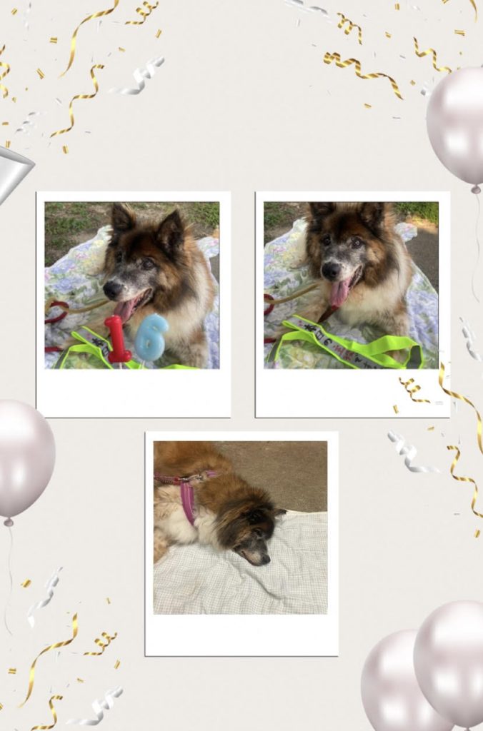 ワンだふるファミリーからの近況報告:2025年8月3日(日曜日) 20 9dc934e9d73fad756ad230877882ac18