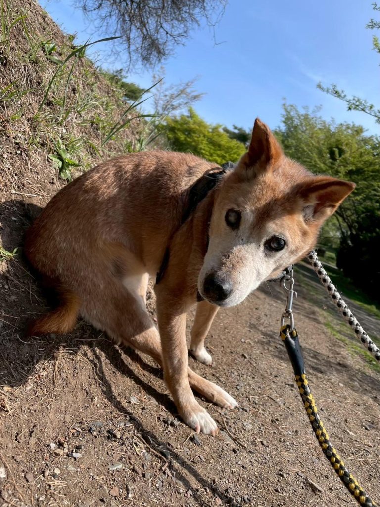 ワンだふるファミリーからの近況報告:2025年8月3日(日曜日) 21 f7ce1812e47236e085be5921c7eb9429