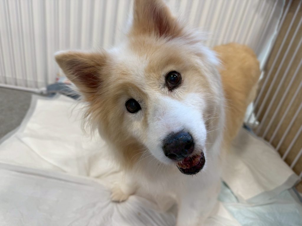 ワンだふるファミリーからの近況報告:2025年8月3日(日曜日) 22 5908513dc3f9c6648a8f9b108d8dd289