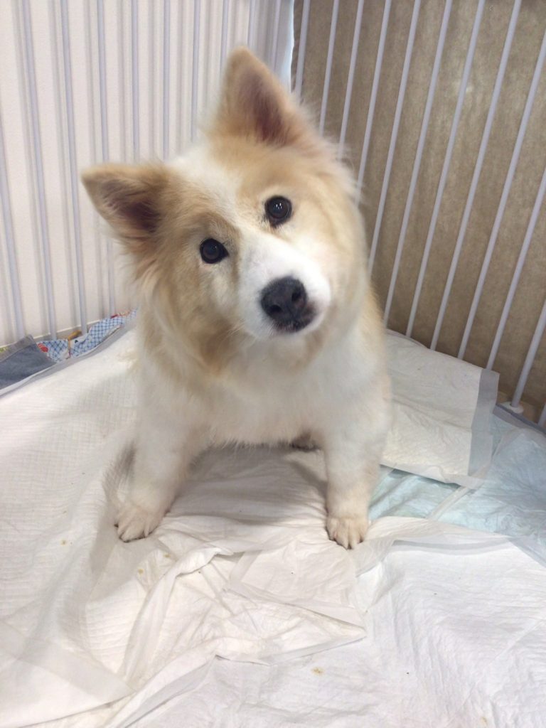 ワンだふるファミリーからの近況報告:2025年8月3日(日曜日) 23 4c2ab30a29a251fc724cd2c291cecca0