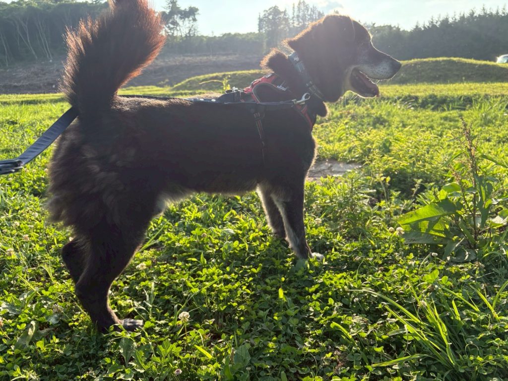 ワンだふるファミリーからの近況報告:2025年8月3日(日曜日) 24 24a43615bbe72df974b2cf5d530742df