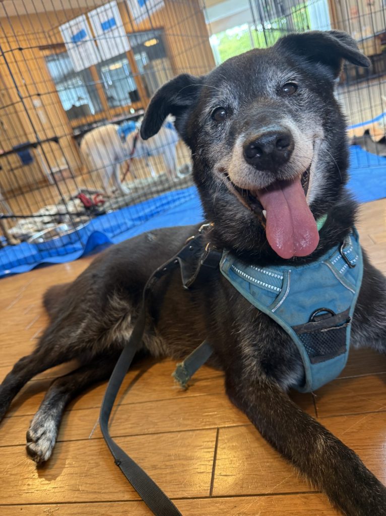 ワンだふるファミリーからの近況報告:2025年8月3日(日曜日) 25 4e96ba4a726c1de582a2b46442be9e90