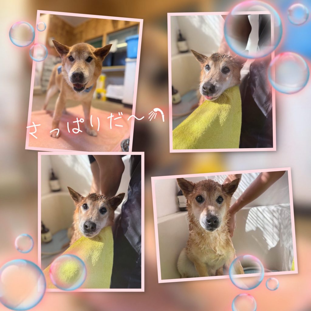 ワンだふるファミリーからの近況報告:2025年8月3日(日曜日) 26 597737f9af87d0b1b6bf49fa60429ea8