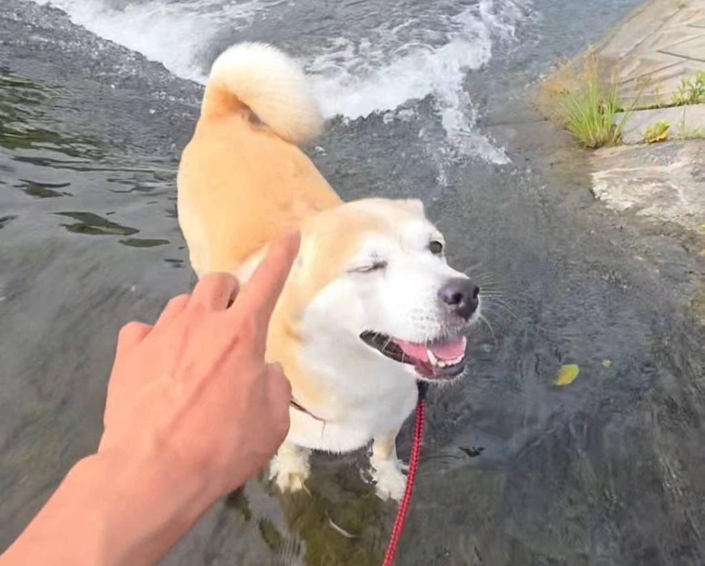 ワンだふるファミリーからの近況報告:2025年8月3日(日曜日) 27 1026db253afca15fa1d4c4a072d7ccf4