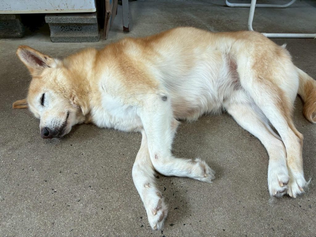 ワンだふるファミリーからの近況報告:2025年8月3日(日曜日) 28 eb7da564b15c8ab8d1081f5d8018f950