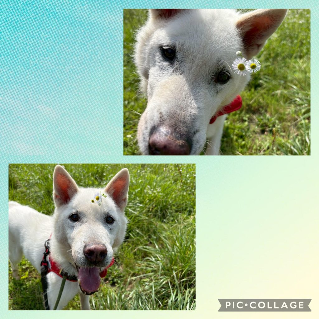 ワンだふるファミリーからの近況報告:2025年8月3日(日曜日) 10 a979f8638c437a458d5a49abd9a6d310