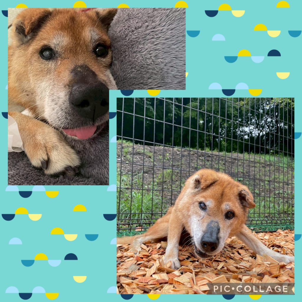 ワンだふるファミリーからの近況報告:2025年8月3日(日曜日) 11 4c2034e548af261e721867cf15c4373b