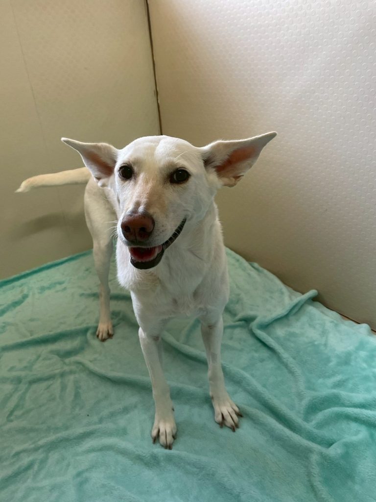 06ead89e9dedeecc61f99a03051fc0e3