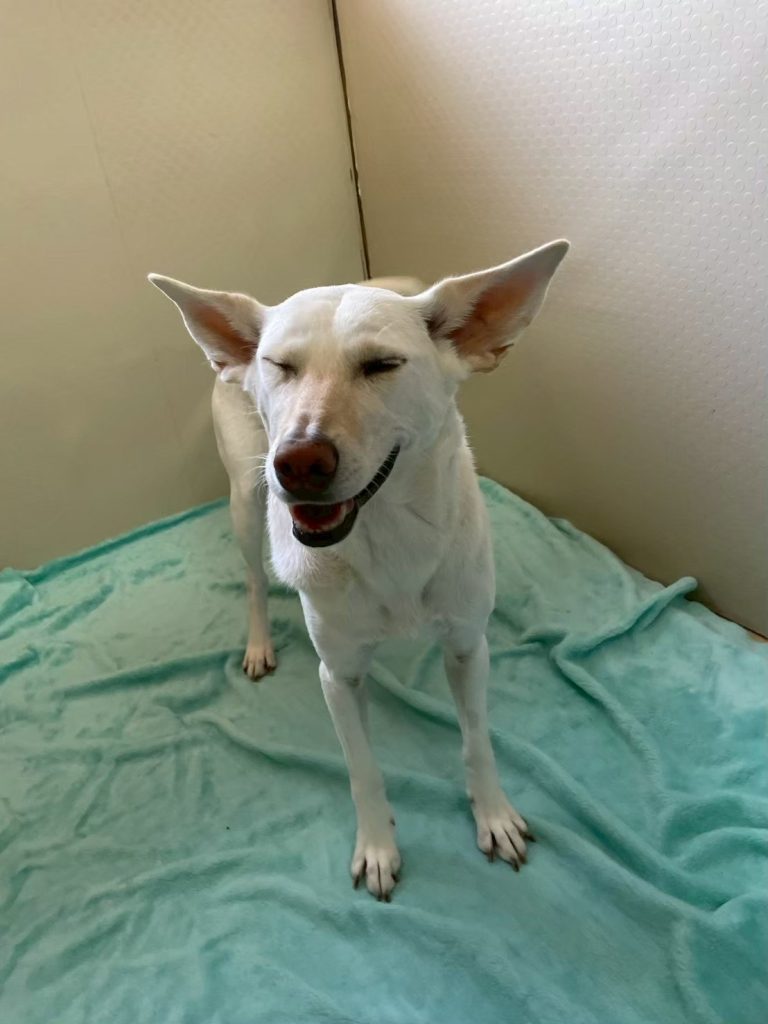 86a4f2a3c0837648c4d73e07b40f8082 1