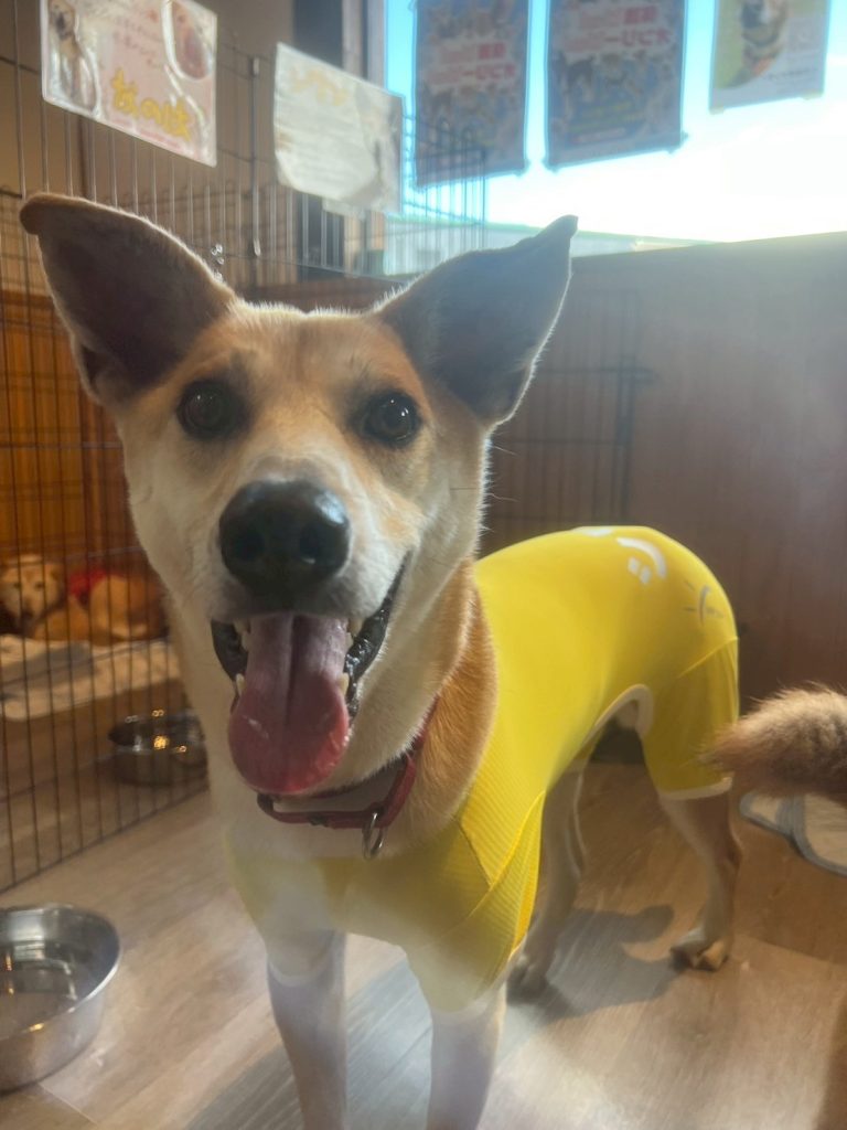 294a200102d27720e6dd767ae7f08fe5