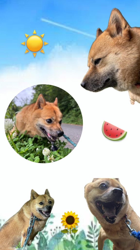 d6b66e1a77c4e729ceda1a6c11d2b1aa