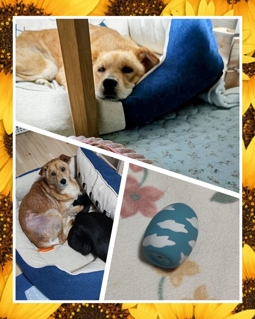 2370efb72893b18031b95e0dce268614