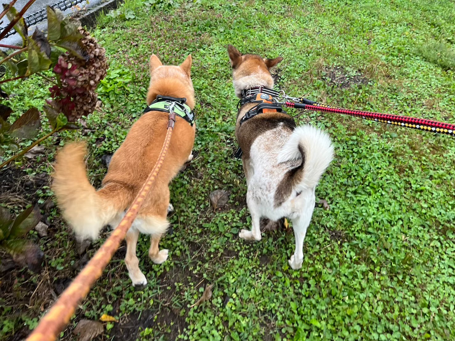 2d84eaf5e4ec9b8ff2c6bec3b81b29ec