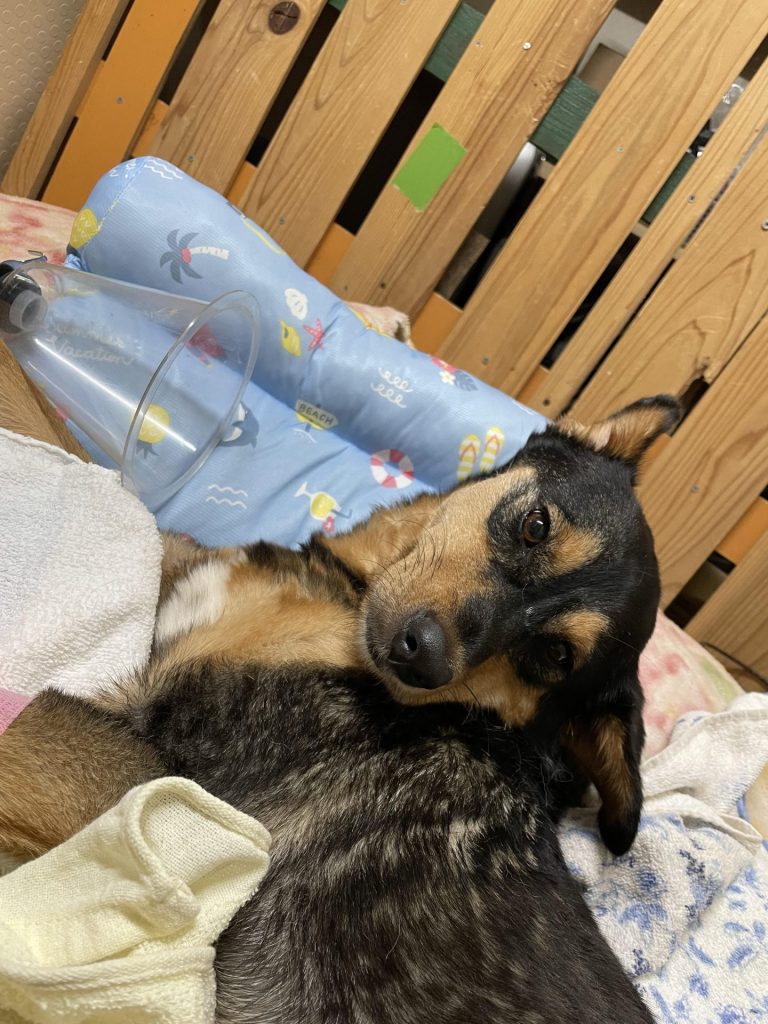 ワンだふるファミリーからの近況報告:2025年8月16日(土曜日) 2 90c6a297986ecd5e8cd5e4341284b557 1