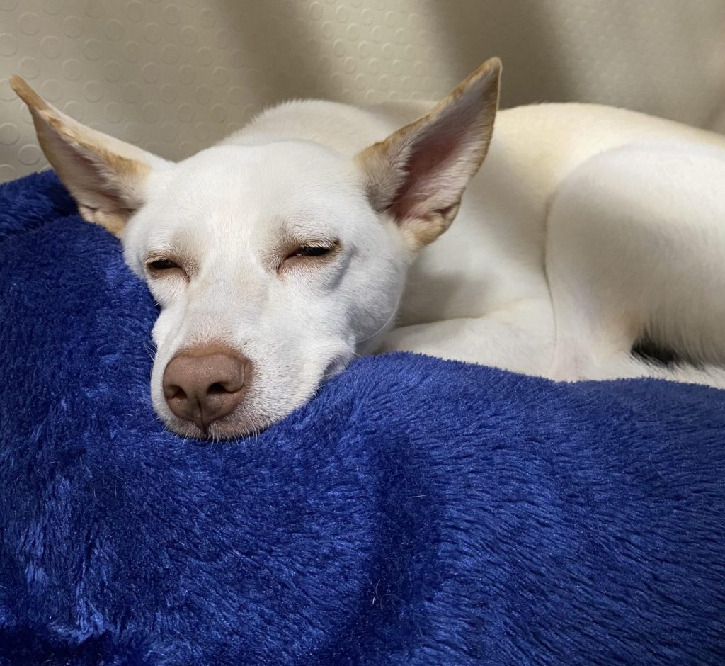 ワンだふるファミリーからの近況報告:2025年8月16日(土曜日) 4 454b25d64dc4344f5a5d7eb9969942fa