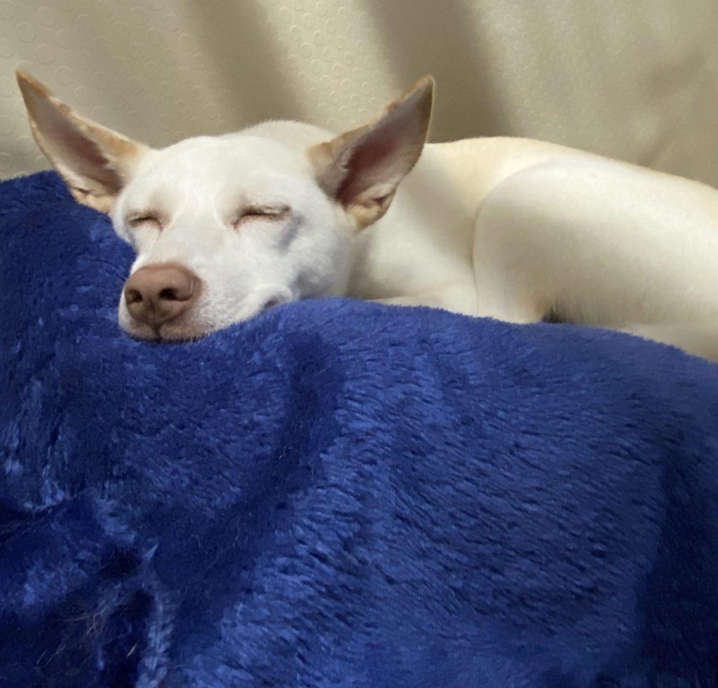 ワンだふるファミリーからの近況報告:2025年8月16日(土曜日) 3 b0f10ac9717d121a71b093fb4abd8b5a