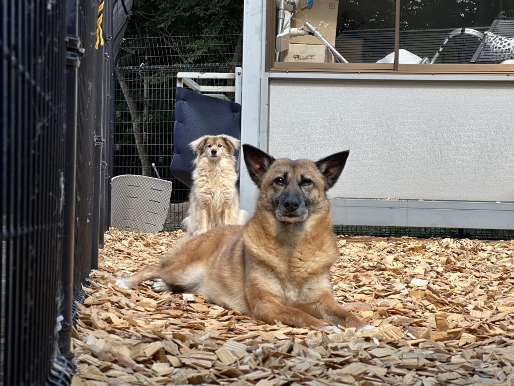 ワンだふるファミリーからの近況報告:2025年8月16日(土曜日) 6 0d9bdef7de652622a805cc05a7638fa3 1