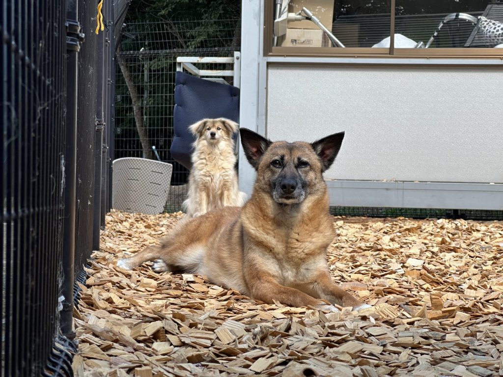 ワンだふるファミリーからの近況報告:2025年8月16日(土曜日) 5 2925d71f8a59cfad164a4ab032b73cae 1