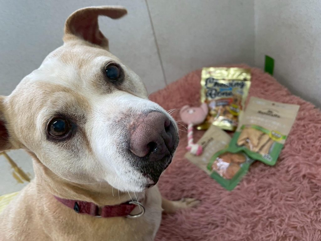 ワンだふるファミリーからの近況報告:2025年8月16日(土曜日) 7 77a39b40f11d991a7ce8313fad5a9aa9