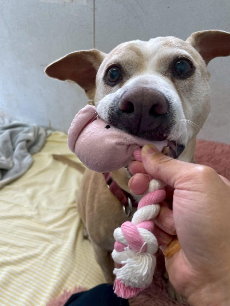 ワンだふるファミリーからの近況報告:2025年8月16日(土曜日) 8 ce1c034953f6d008d4e3584711b4e29f