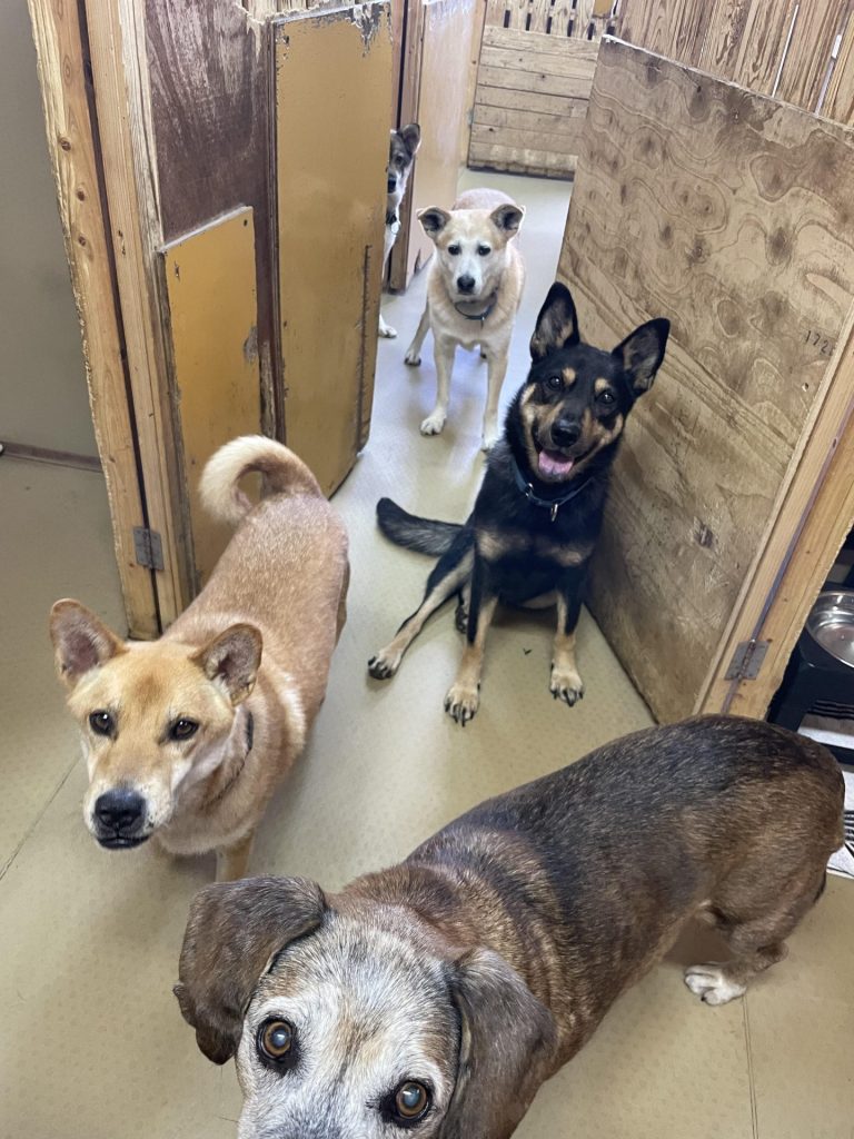 ワンだふるファミリーからの近況報告:2025年8月16日(土曜日) 9 13026bc185d3772de2e8cd848d73b1f9