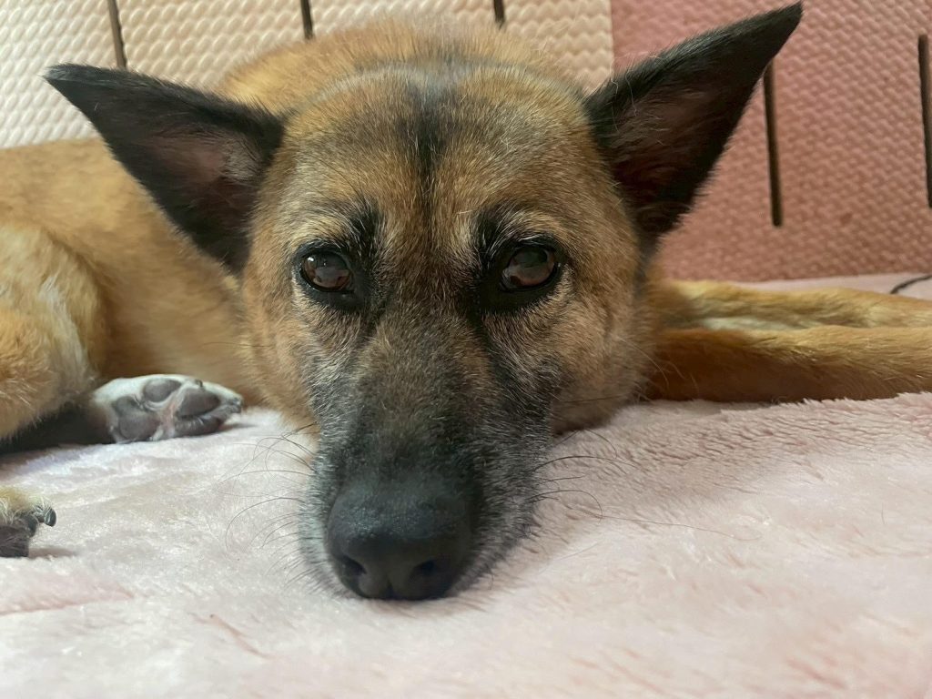 ワンだふるファミリーからの近況報告:2025年8月16日(土曜日) 10 29d0a8218e3d1774762600ae35e89f1d