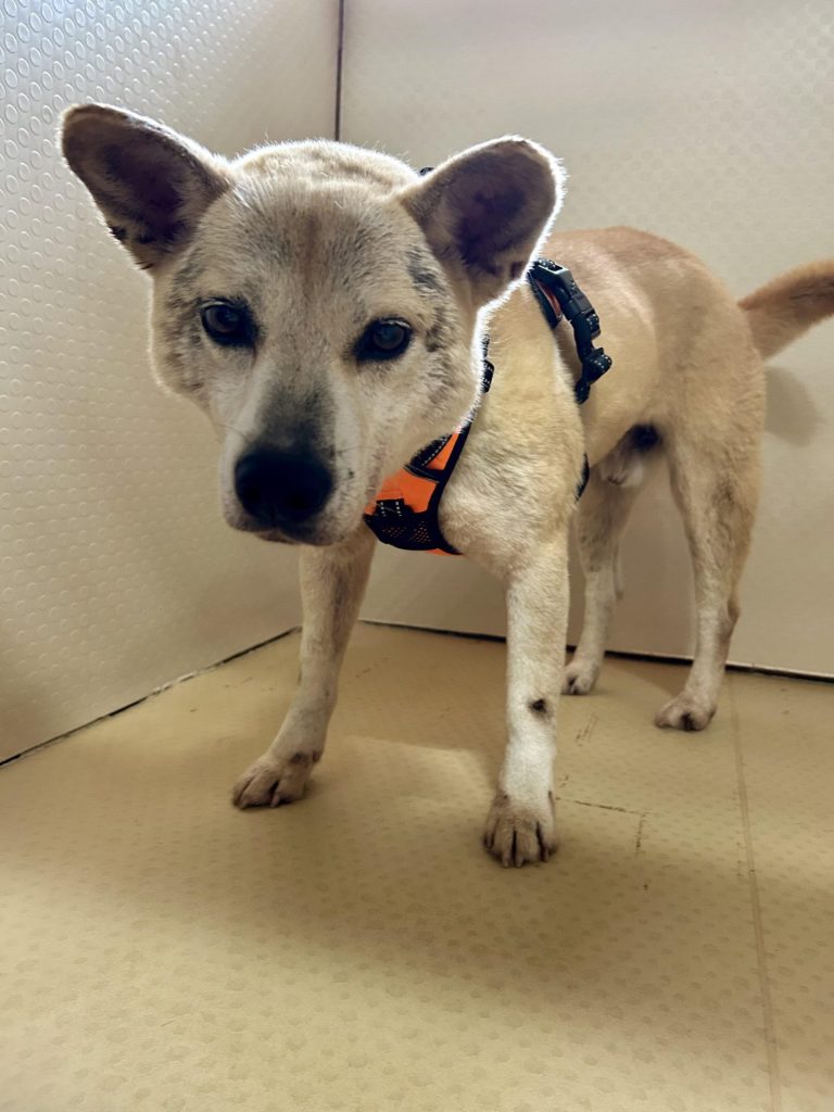 ワンだふるファミリーからの近況報告:2025年8月16日(土曜日) 11 c4b746839c0f7d0e3a262695bf4aa014