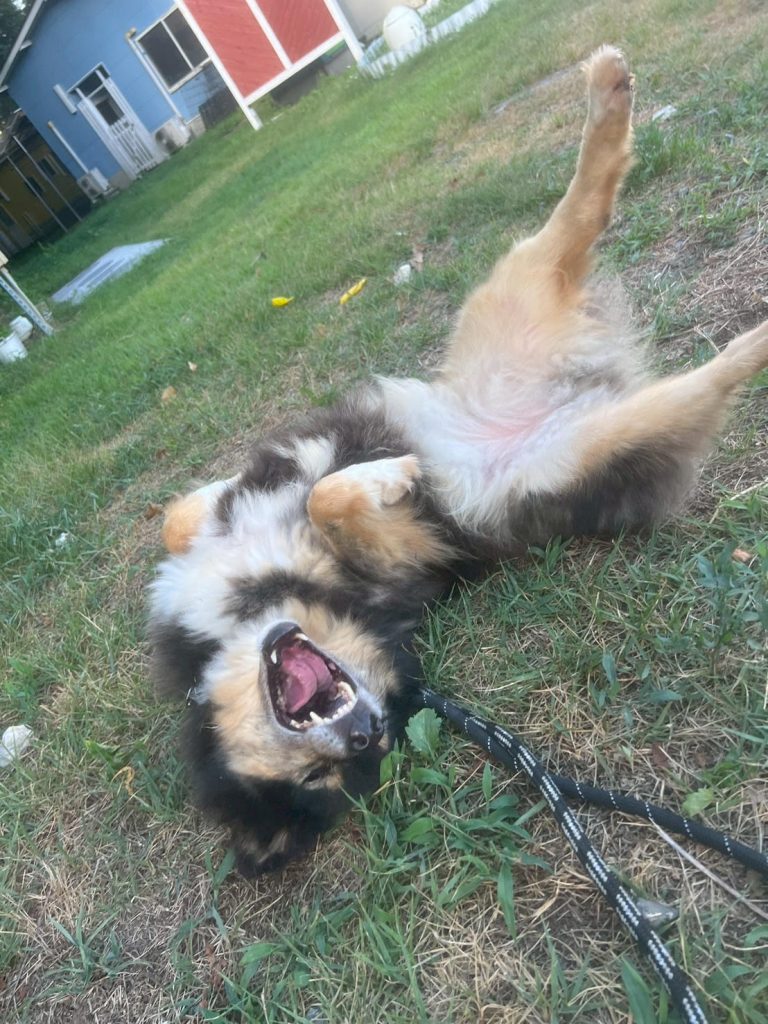 ワンだふるファミリーからの近況報告:2025年8月16日(土曜日) 12 729db088456fe48b68f795d87ce34516