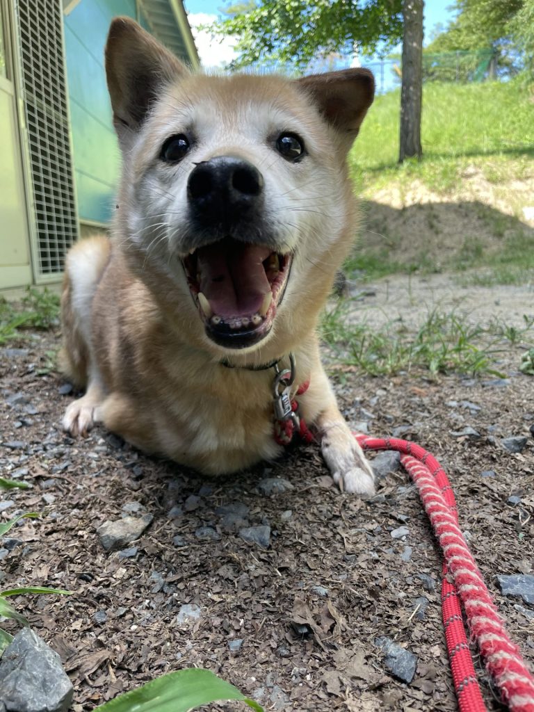 ワンだふるファミリーからの近況報告:2025年8月16日(土曜日) 13 68493c20833e2cf9fee7c648368e51de